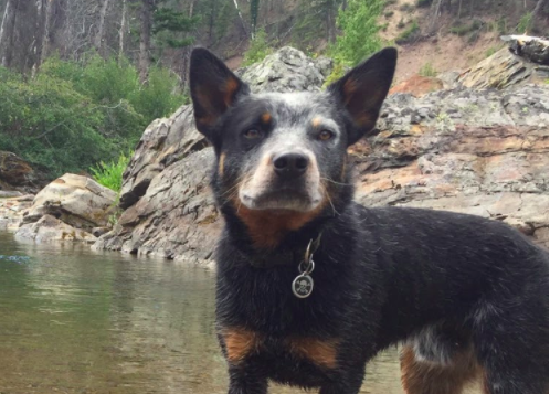 About Us – Yellowstone Pet Boarding