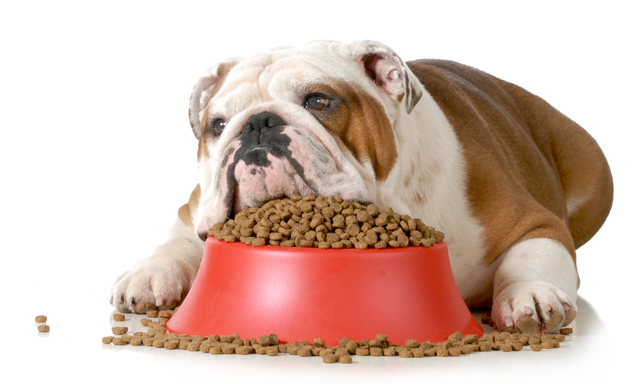 bulldog laying on pile of dog food