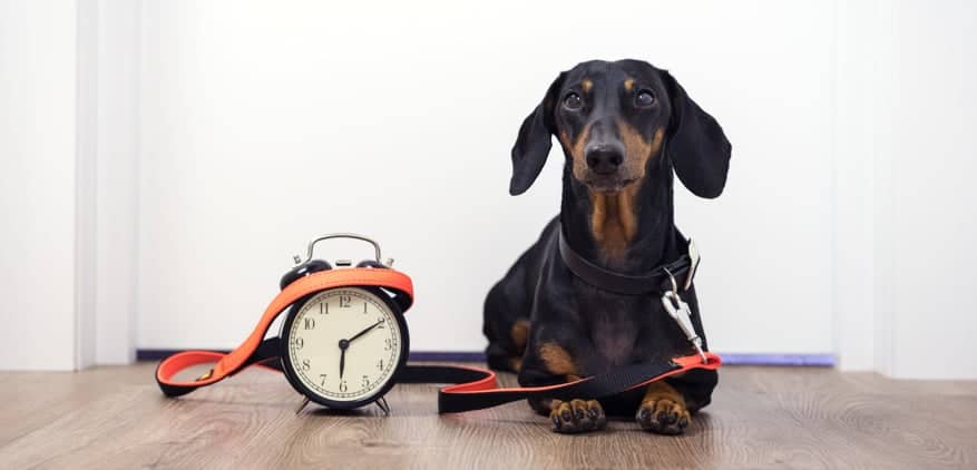 dog waiting for owner to pick up by clock